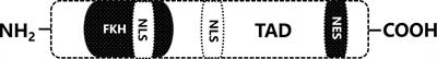 Progress in the study of FOXO3a interacting with microRNA to regulate tumourigenesis development